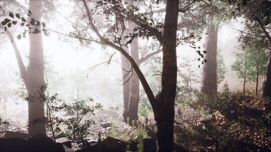 雾蒙蒙的秋天早晨阳光进入森林