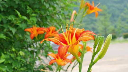 （4K合集）黄花菜萱草金针菜美食食物