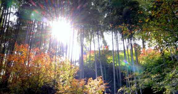 阳光穿透竹林禅意唯美空境