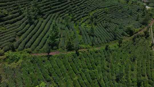 茶叶茶园茶山空镜