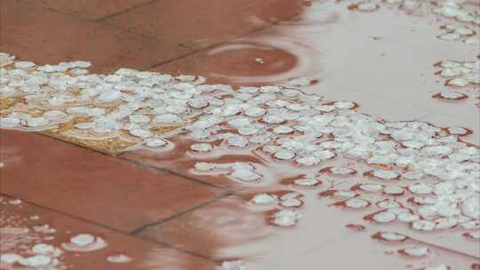 杏花桃花春雨花瓣