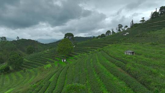 航拍茶山茶园