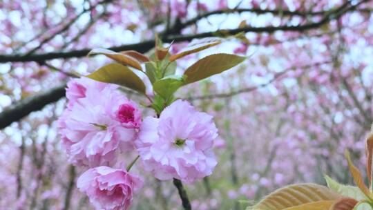 高调 樱花特写