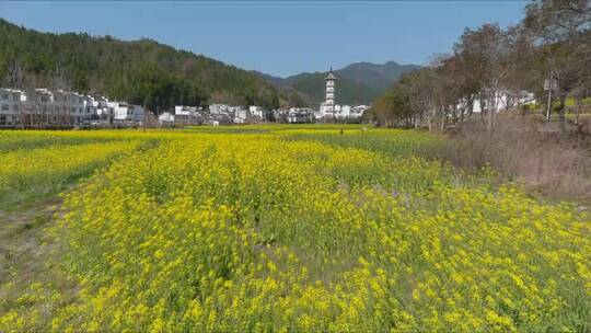 龙天古塔油菜花