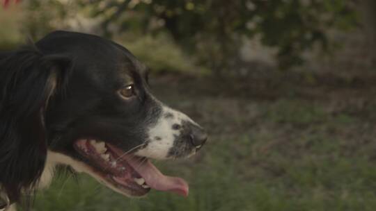 狗狗散步的特写镜头视频素材模板下载