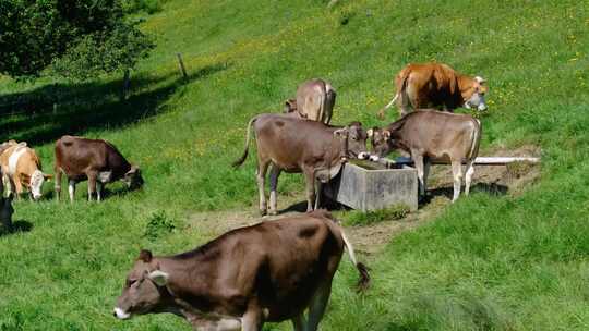 Kühe auf der Wede