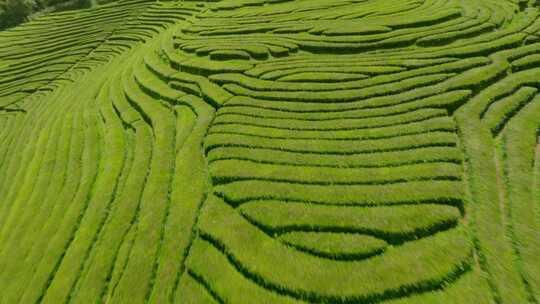 种植园，梯田，茶， Fpv