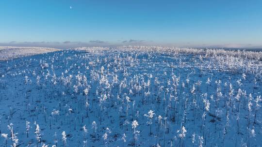 航拍林海雪原银色松林