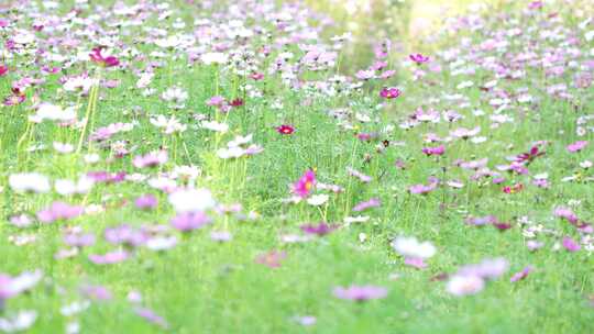 格桑花实拍