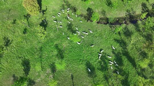 航拍草地上吃草的生态山羊群视频素材模板下载