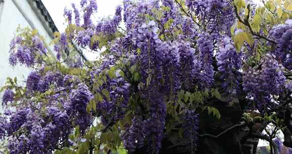 苏州网师园二百五十岁紫藤开花 紫色花海