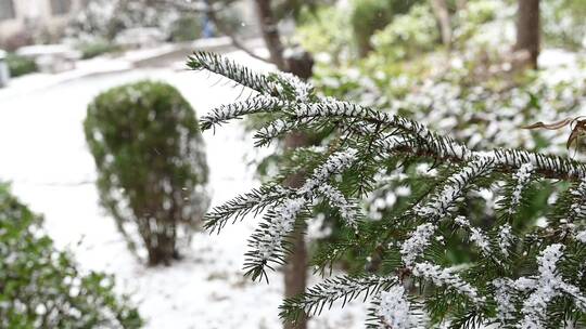 冬天初雪雪景，雪花落满了植物枝头