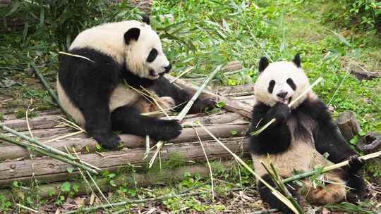 可爱国宝大熊猫吃竹叶熊猫幼崽玩耍合集