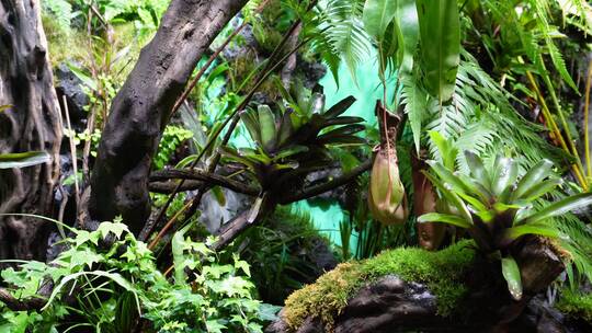猪笼草食虫草珍稀植物热带雨林造景