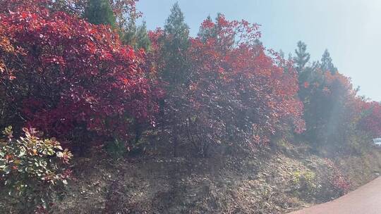 济南市历城区捎近村，秋季满山红叶