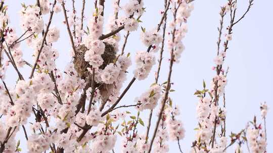 樱花  蜜蜂 田园 春天