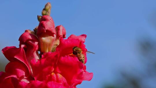 春暖花开蜜蜂采蜜