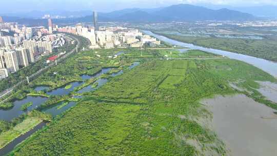 红树林高空航拍