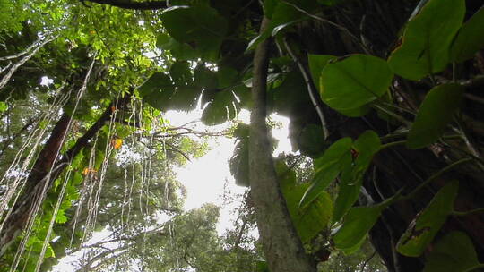 热带雨林的植物视频素材模板下载