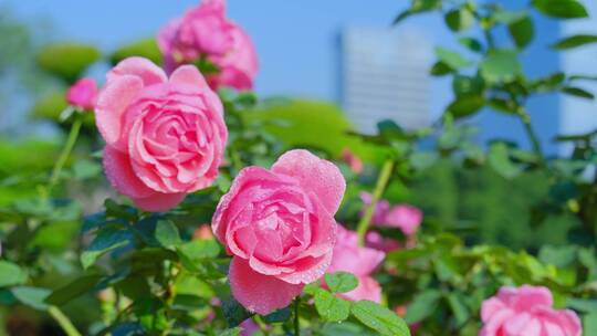 鲜花 花朵 粉红色 月季花 玫瑰花 花园