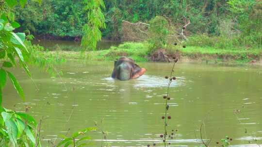 大象在水塘里洗澡