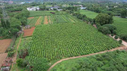 广西桂林尧山茶园