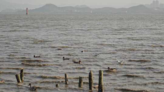 4K实拍深圳湾湿地公园海鸥候鸟栖息视频素材模板下载
