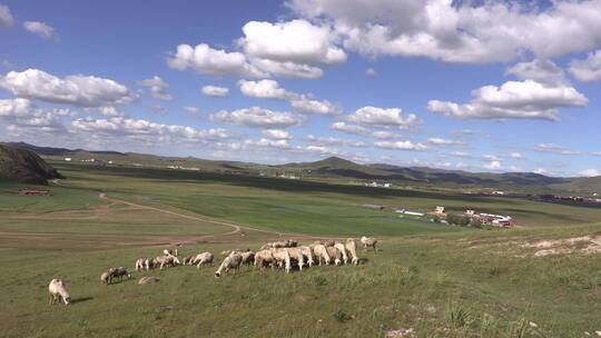 河北坝上草原牧场山坡上吃草的羊群
