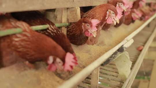 养殖鸡 养鸡场 养鸡视频素材模板下载