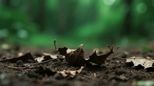 地面枯叶与模糊绿植背景