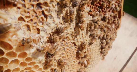 蜜蜂 蜂巢