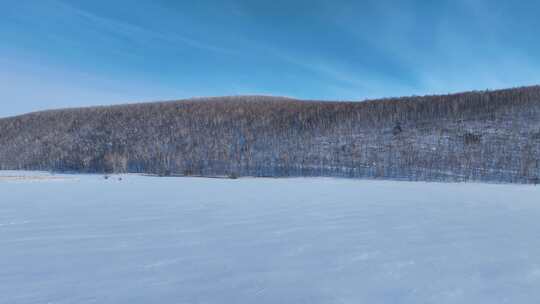 极寒雪原上银装素裹白桦林