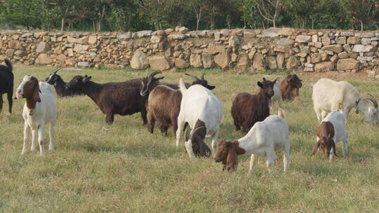 一群山羊绵羊在草地吃草