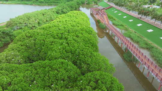 红树林湿地 海边红树林 候鸟 栖息地航拍