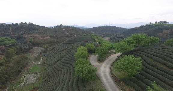 茶树种植园