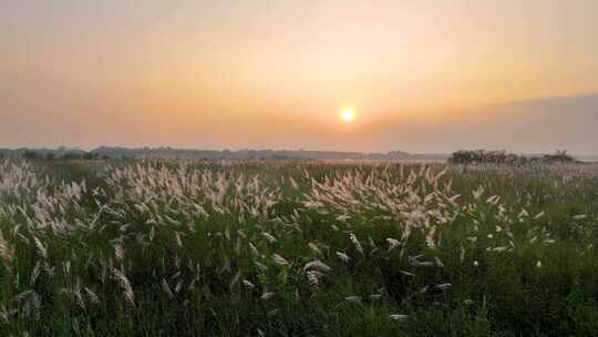 夕阳映照下的芦苇丛