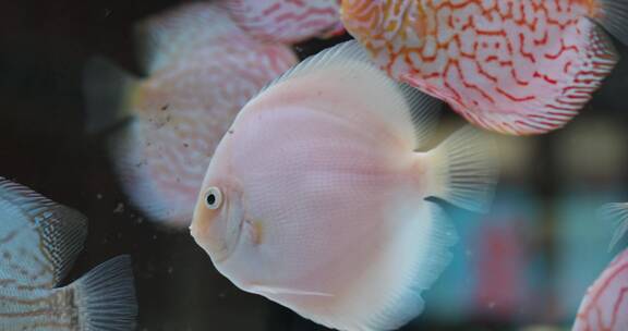 水族馆里各种鱼类视频素材