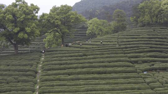 茶茶叶红茶艺采茶泡茶红茶山春茶道茶园农业