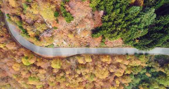 道路，森林，松树，风景