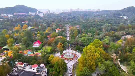 青岛中山公园秋天菊花展航拍鸟瞰全景