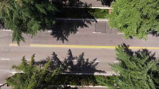 俯瞰树林中间的道路