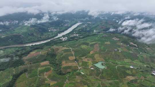 广西桂林阳朔金桔生态种植基地