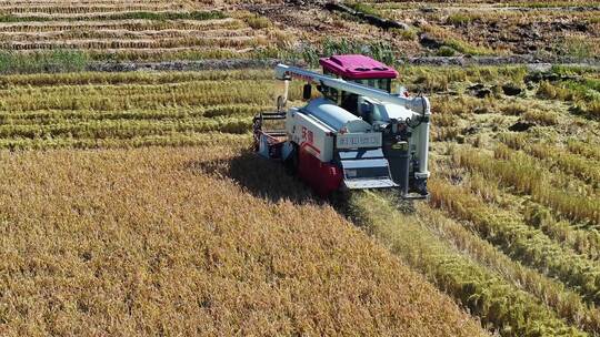 收割机收割水稻航拍视频素材模板下载