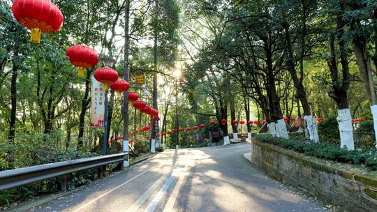 挂着红灯笼的阳光林间道路