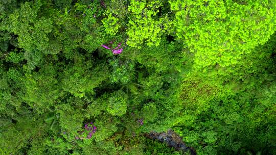 森林植物绿色水资源航拍绿水青山 (4)