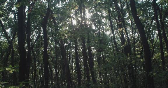 森林中穿透过树木的阳光