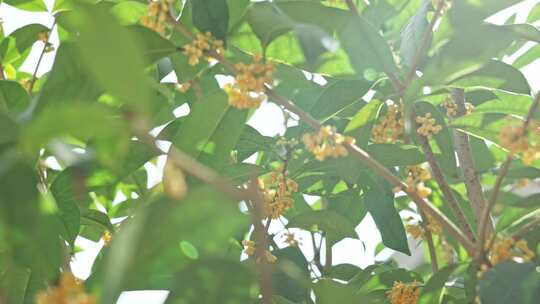 秋天桂花阳光树叶