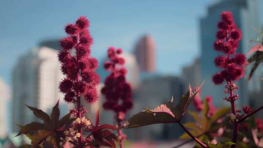 花，城市景观，卡尔加里，植物