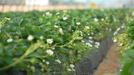 农民田间劳动种植蔬菜蔬菜大棚里的蔬菜草莓