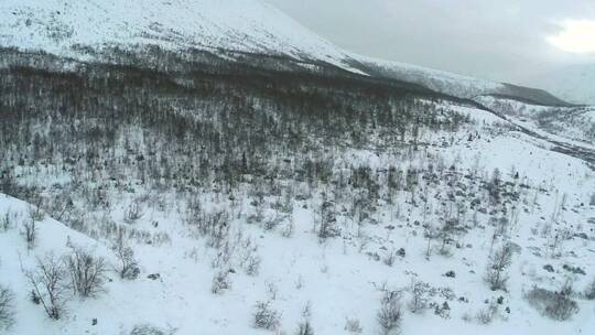 被白雪覆盖的空树视频素材模板下载
